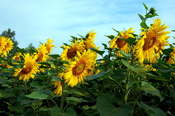 Image showing sunflower