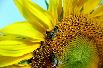 Image showing sunflower