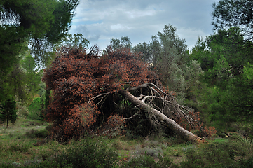 Image showing fallen tree in a forest