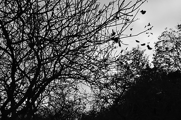 Image showing falling leaves autumn landscape