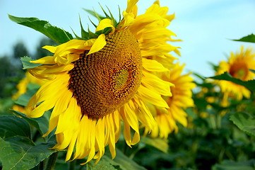 Image showing sunflower