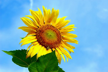 Image showing sunflower