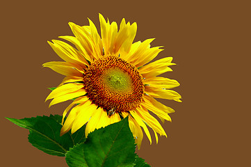 Image showing sunflower