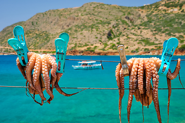 Image showing Fresh octopus drying on rope on sun with turquoise Aegean sea on background, Crete island, Greece
