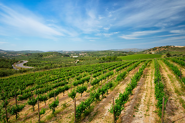 Image showing Wineyard with grape rows