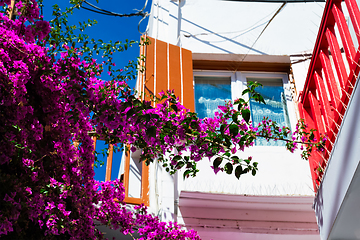 Image showing Blooming bougainvillea flower with greek traditional house in background