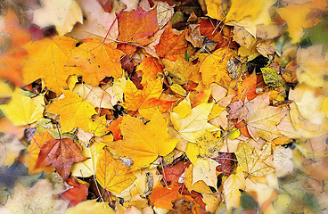 Image showing Abstract bright autumn background from fallen leaves