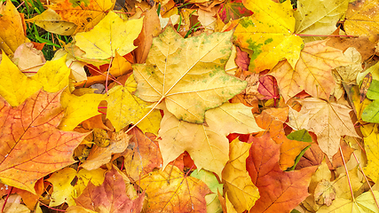 Image showing Bright autumn background from fallen leaves of maple