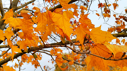 Image showing Branches with bright leaves of autumn maple tree 