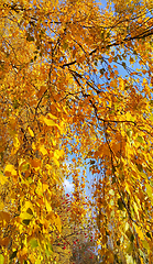 Image showing Bright yellow autumn foliage of birch and ripened mountain ash b