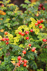 Image showing Branches with dog-rose berries in autumn