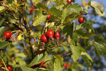 Image showing Branches with dog-rose berries in autumn