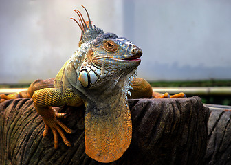 Image showing Orange Iguana