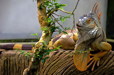 Image showing Iguana and green foliage