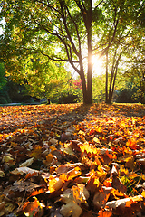 Image showing Golden autumn fall October in famous Munich relax place - Englishgarten. Munchen, Bavaria, Germany