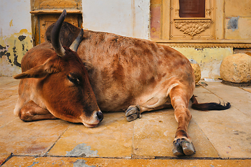 Image showing Indian cow resting in the street