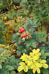 Image showing Branches with dog-rose berries in autumn