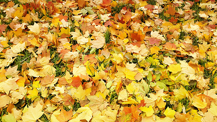 Image showing Bright autumn background from fallen leaves of maple and grass