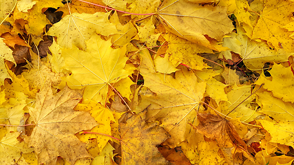 Image showing Autumn background from fallen yellow foliage of maple tree