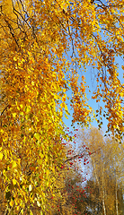 Image showing Bright yellow autumn foliage of birch and mountain ash berries