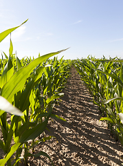 Image showing green beautiful corn foliage