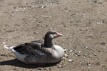 Image showing sitting duck