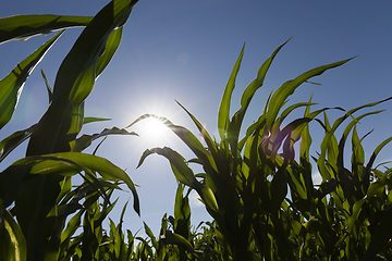 Image showing sun shining over corn