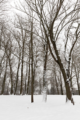 Image showing bare deciduous trees