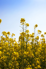 Image showing yellow rape flowers