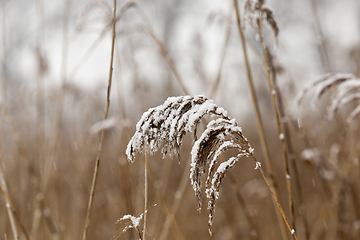 Image showing tassels of dry grass