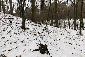 Image showing Tree branches in the snow