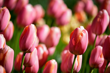 Image showing Blooming tulips flowerbed in Keukenhof flower garden, Netherland