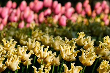 Image showing Blooming tulips flowerbed in Keukenhof flower garden, Netherland