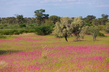 Image showing Blooming Kalahari desert South Africa wilderness