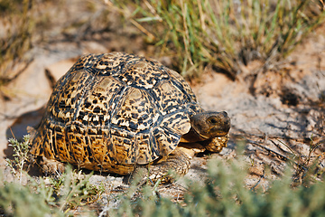 Image showing turtle leopard tortoise, South Africa wildlife