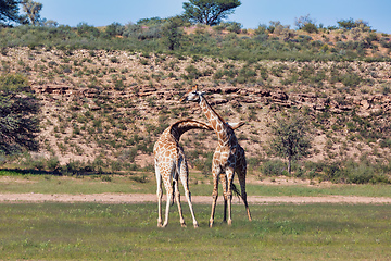 Image showing cute Giraffes in love, South Africa wildlife