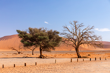 Image showing Dune 45 in Sossusvlei, Namibia desert