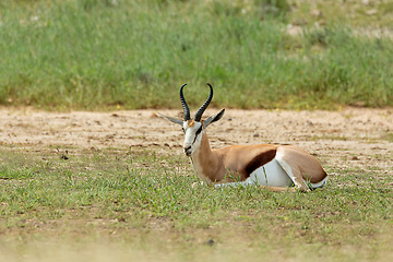 Image showing Springbok in kalahari, South Africa wildlife