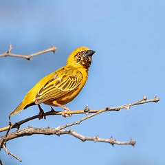 Image showing African masked weaver, africa Wildlife