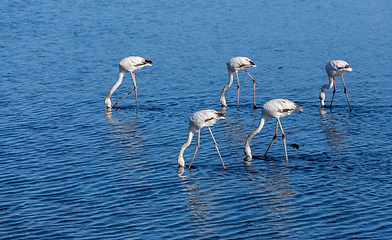 Image showing Rosy Flamingo colony in Walvis Bay Namibia