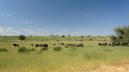 Image showing Blue Wildebeest in Kalahari, South Africa