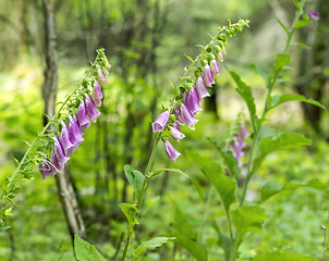 Image showing common foxglove flowers