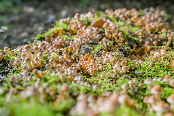 Image showing lots of mushrooms