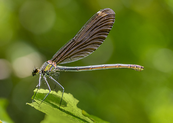 Image showing dragonfly closeup