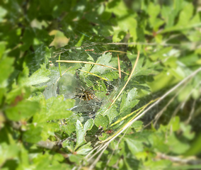 Image showing funnel-web spider