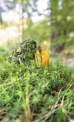 Image showing orange coral fungi