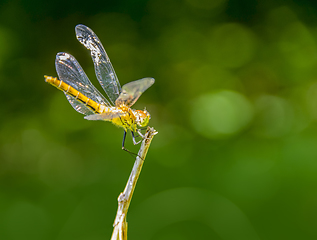 Image showing resting dragonfly