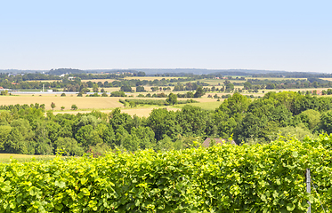 Image showing winegrowing scenery in Hohenlohe