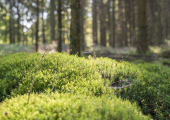 Image showing sunny forest scenery