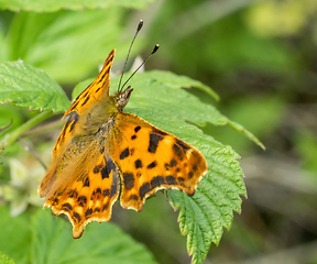 Image showing anglewing butterfly closeup